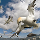 Illustration for article titled This Unbelievable Footage Literally Shows a Birds Eye View of the Entire World